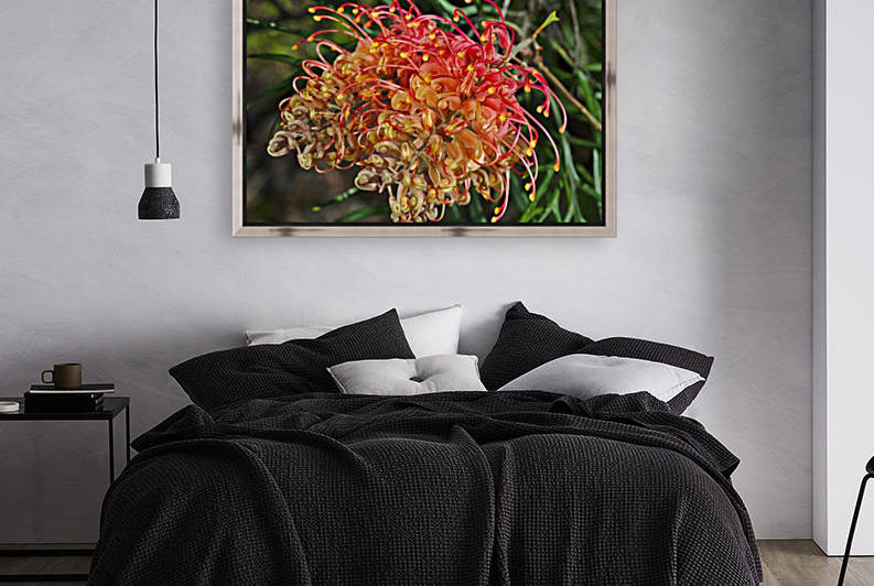 Australian Grevilleas by Joy Watson
