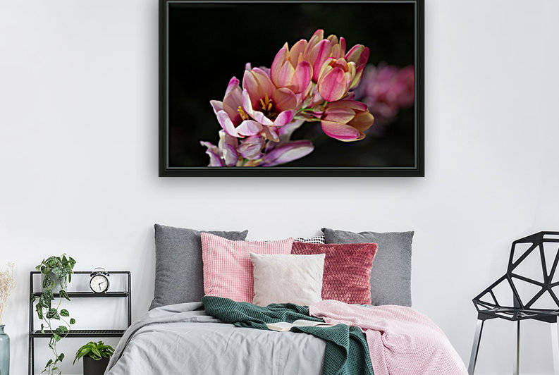 Ixia Flowers In Pink by Joy Watson