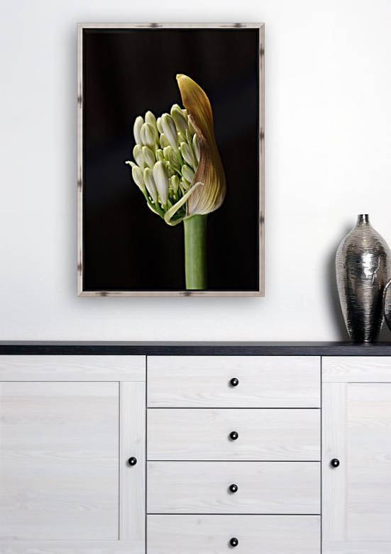 White Agapanthus Bud by Joy Watson