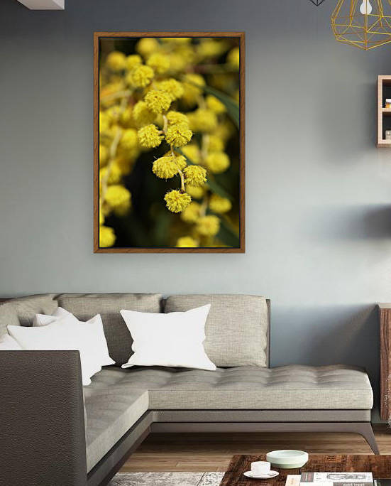 Wattle Tree Yellow Flowers by Joy Watson