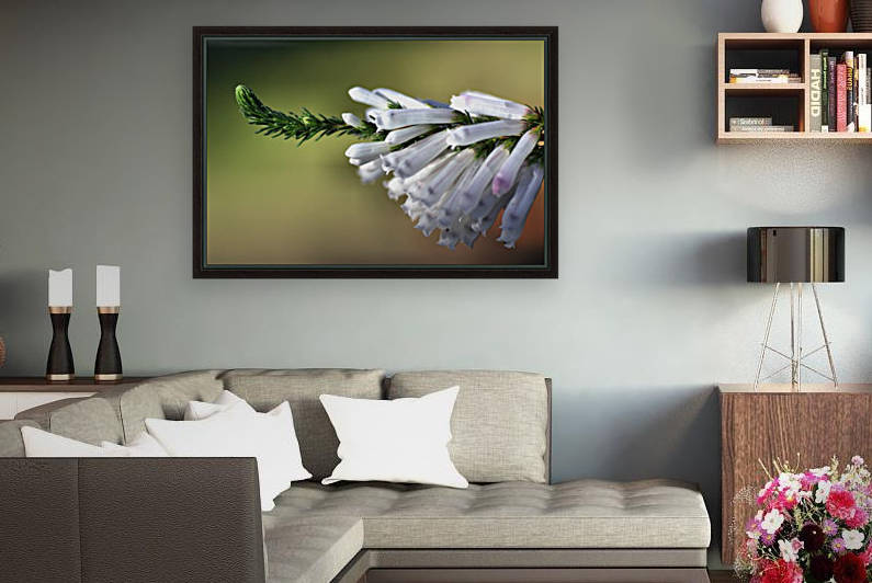 Erica - White Delight  by Joy Watson