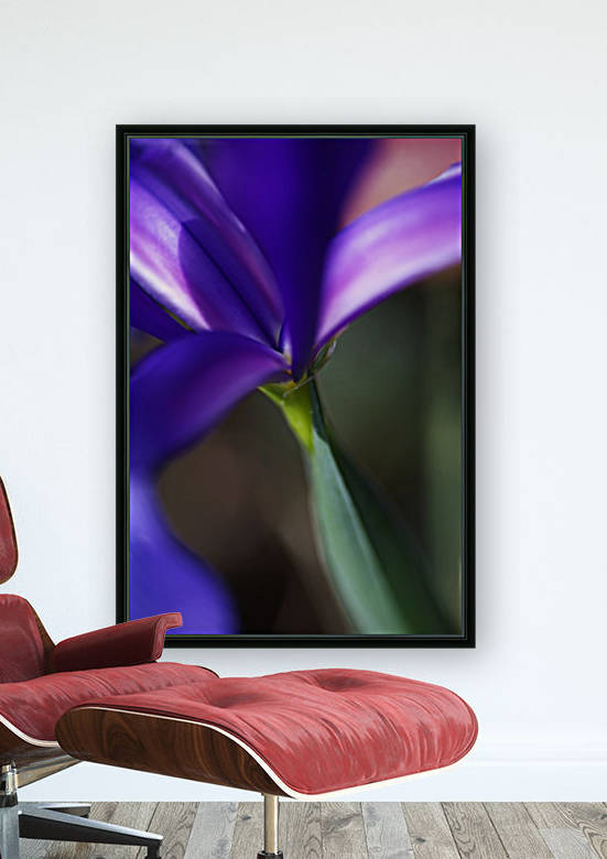 Rich Purple Iris by Joy Watson
