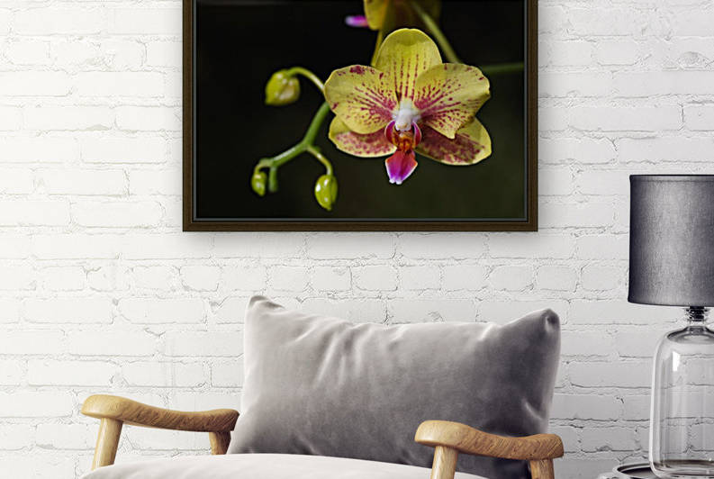 Green and Reddish Orchid by Joy Watson