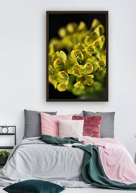 Mediterranean spurge Flowers by Joy Watson