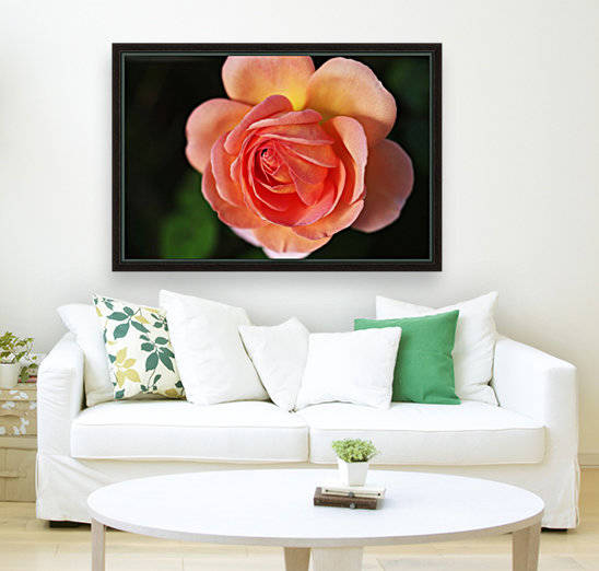 Rose Bud Of Orange by Joy Watson