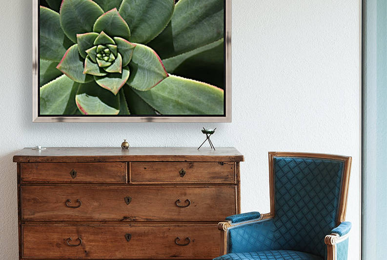 Hens And Chicks Succulent Green by Joy Watson