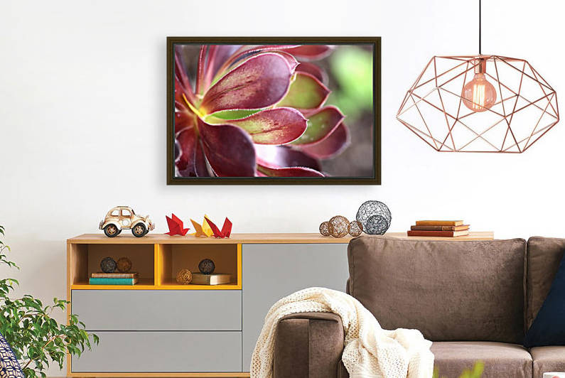 Purple Aeonium Succulent by Joy Watson