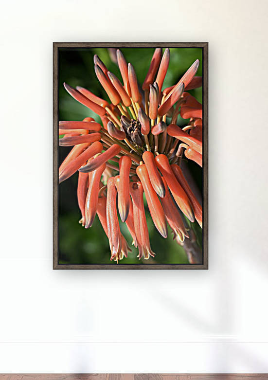 Orange Cactus Flower by Joy Watson