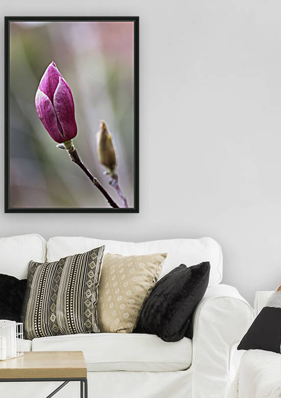 Magnolia Bud Reproduction