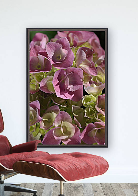 Hydrangea In Pink by Joy Watson