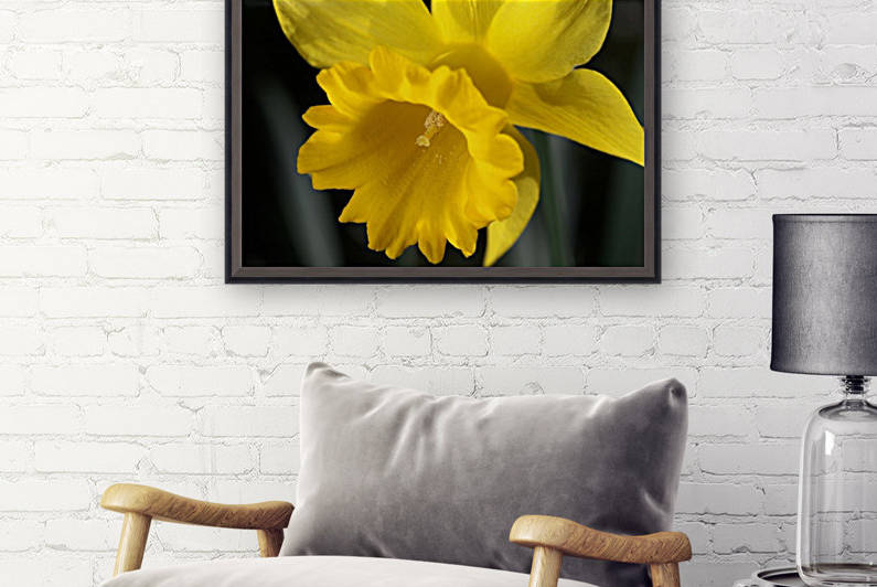 Daffodil  by Joy Watson