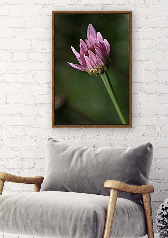 Pink Daisy Bud by Joy Watson