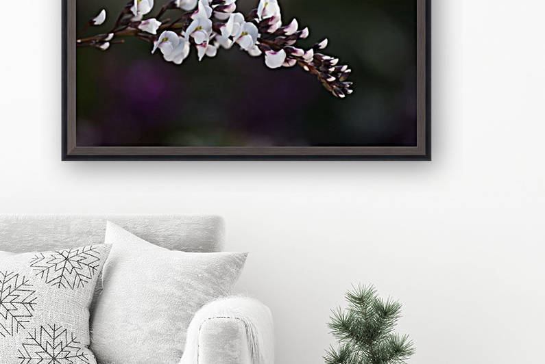 White Coral Pea Flowers by Joy Watson
