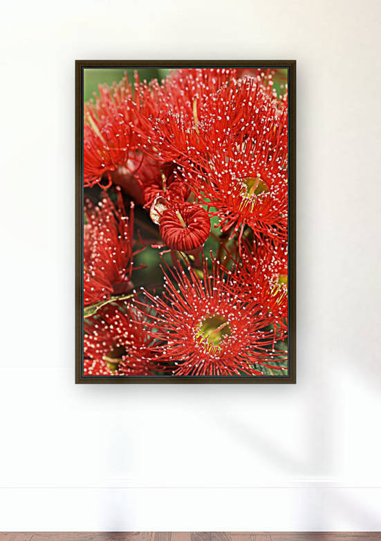 Red Eucalyptus flowers by Joy Watson