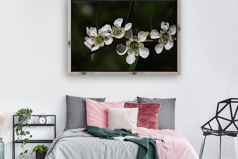 Tea Tree Flowers Reproduction