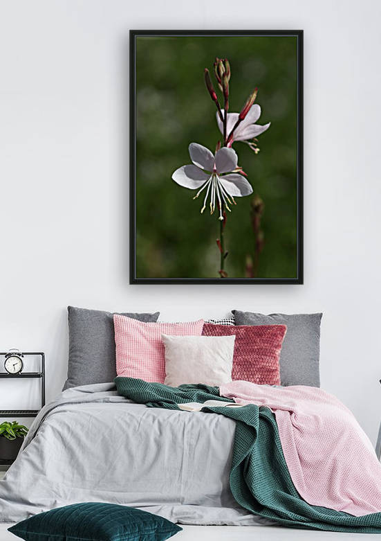 Gaura Flowers by Joy Watson