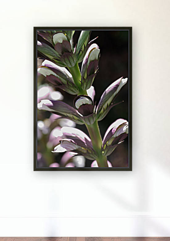 Oyster Plant In Flower by Joy Watson