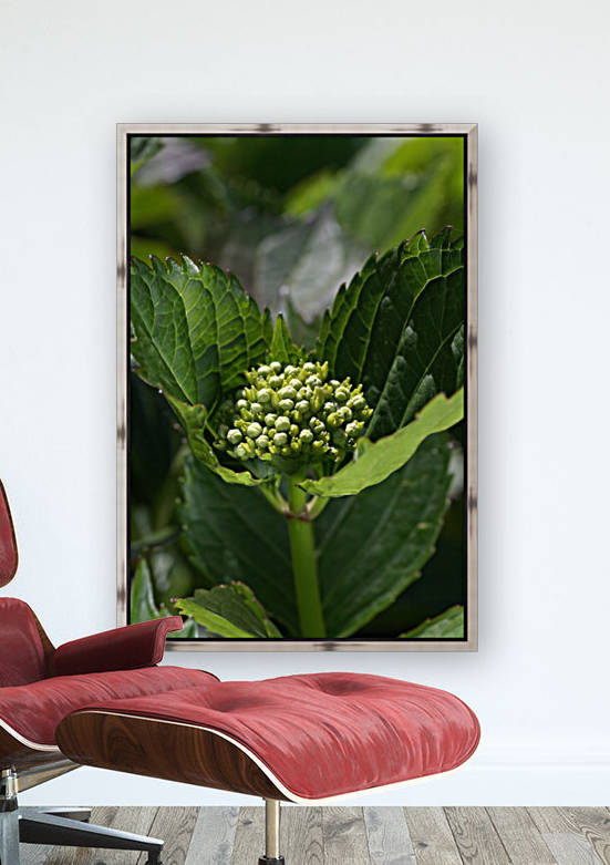 Hydrangea Bud by Joy Watson