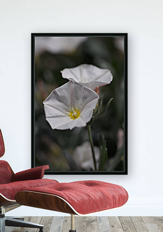 Morning Glory Reproduction