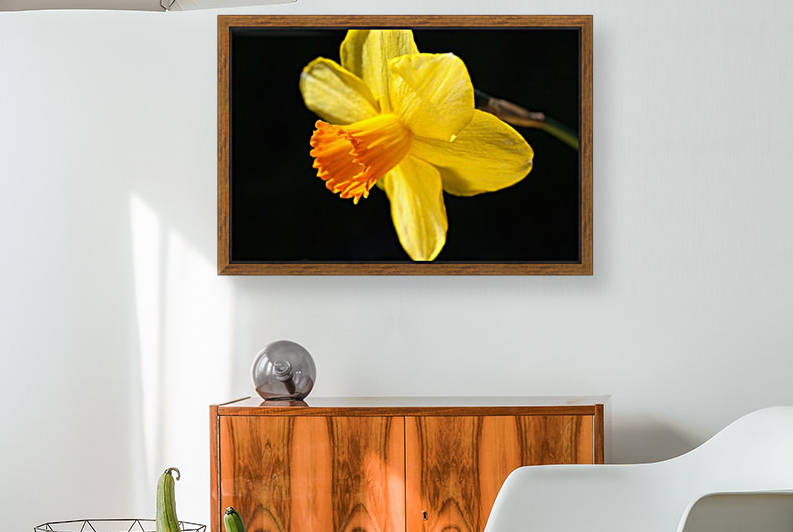 Daffodil Yellow by Joy Watson