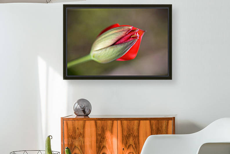 Tulip Bud Of Red by Joy Watson
