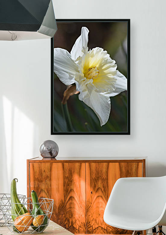 Daffodil Of Spring by Joy Watson
