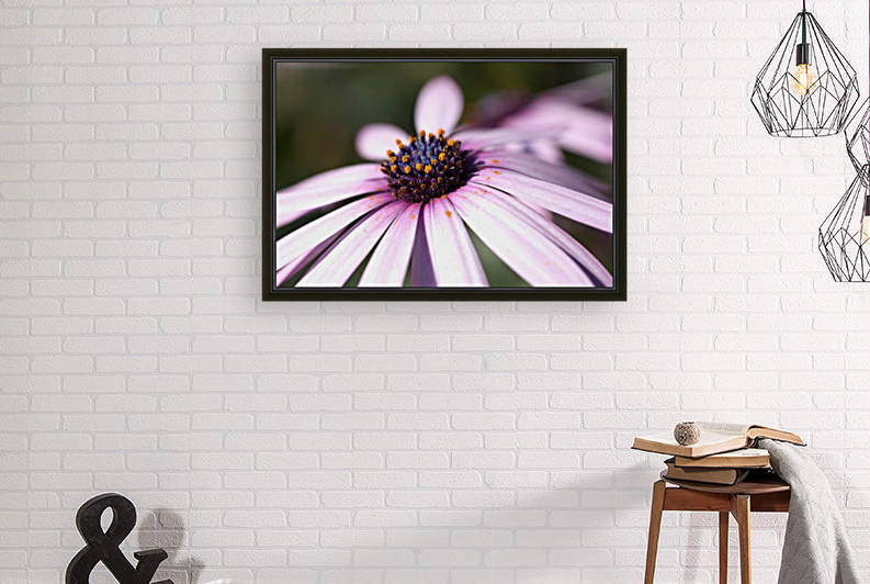 Daisy Pink by Joy Watson
