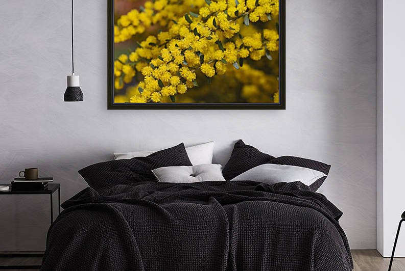  Yellow Wattle Tree Flowers by Joy Watson