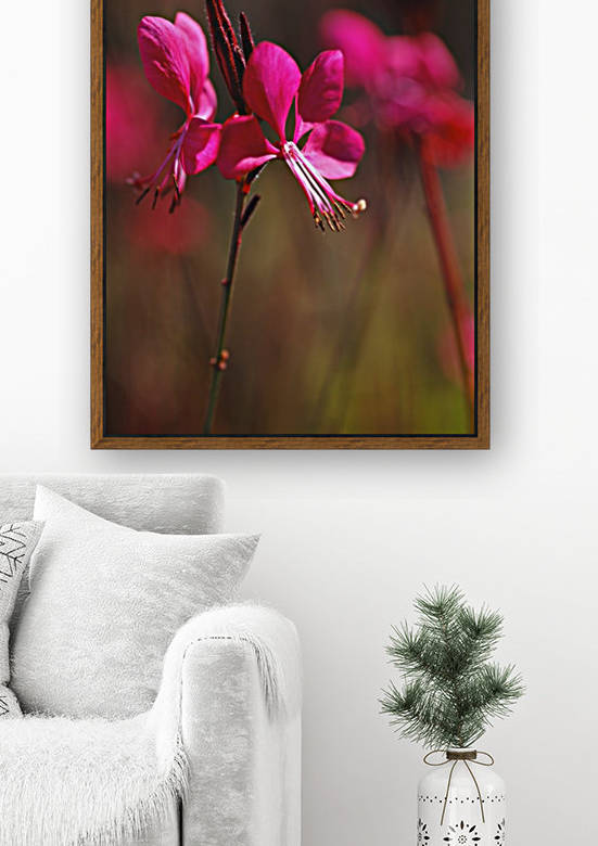 Gaura Flowers In Pink by Joy Watson