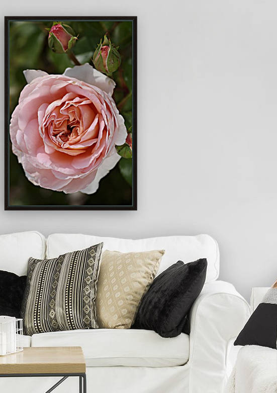 Rose And My Buds by Joy Watson