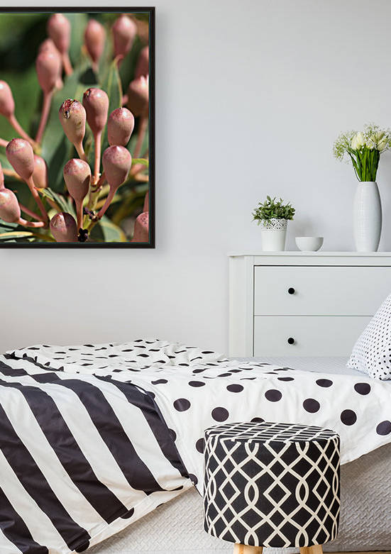 Eucalyptus Tree Buds by Joy Watson