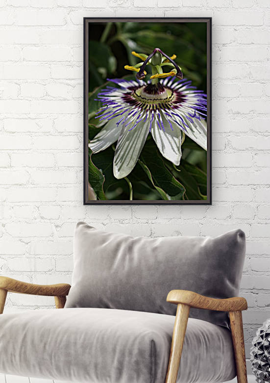 Passion Flower by Joy Watson