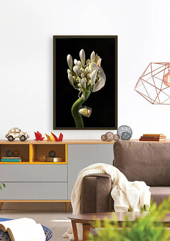 White Agapanthus  by Joy Watson