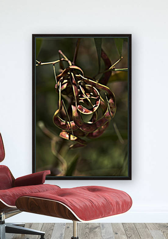 Wattle Tree Seed Pod by Joy Watson