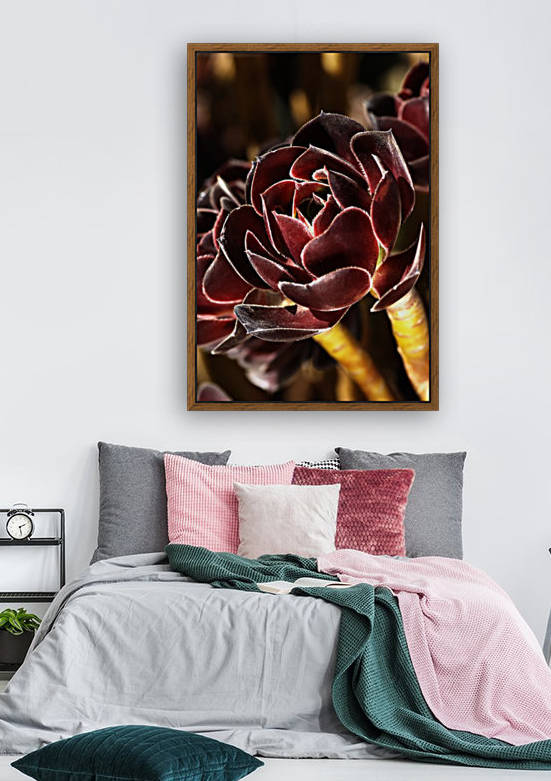 Purple Aeonium Succulent by Joy Watson