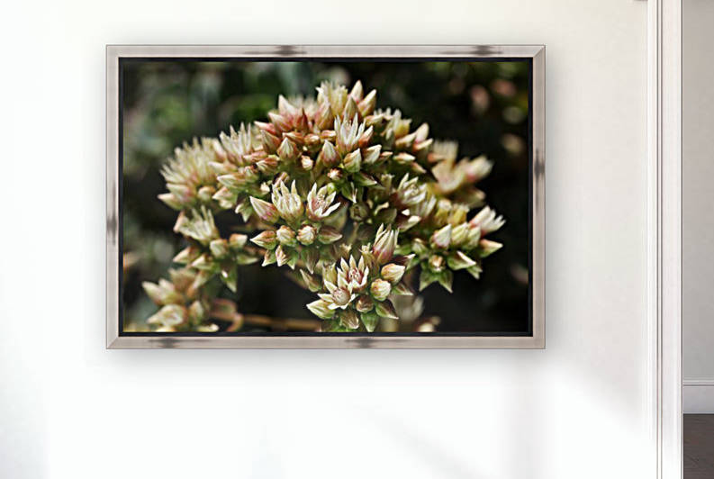 Succulent In Flower by Joy Watson