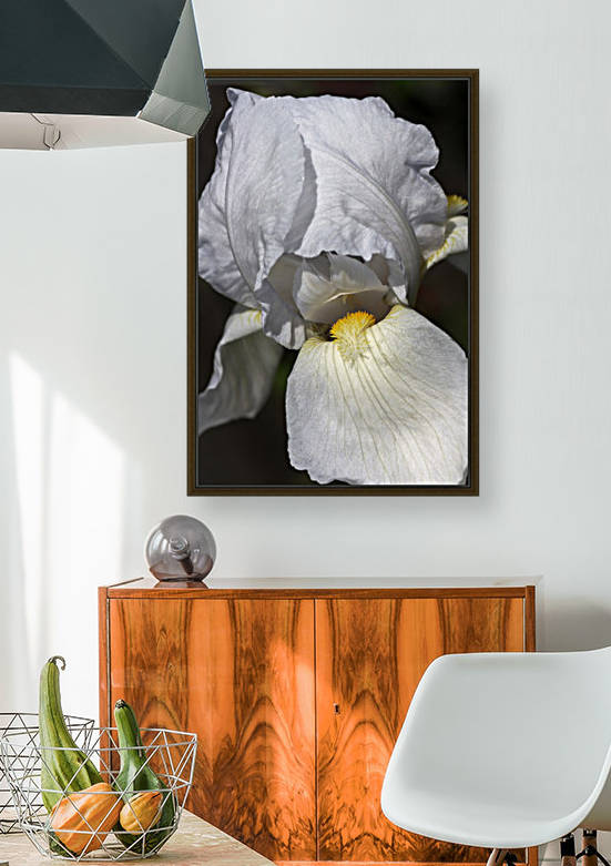 White Iris by Joy Watson