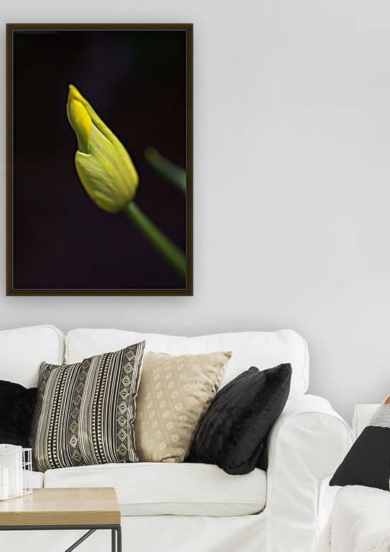 Royal Yellow Tulip Bud by Joy Watson