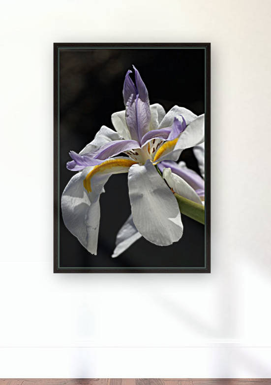 Iris White and Yellow by Joy Watson