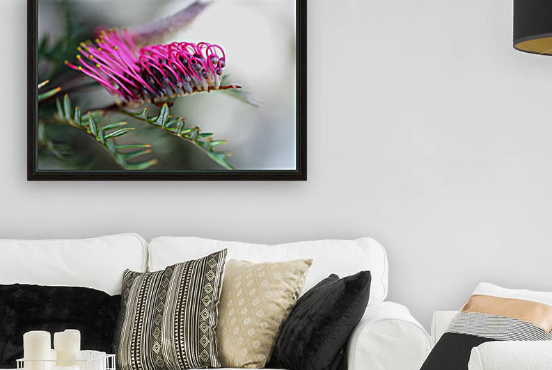 Grevillea In Pink Reproduction