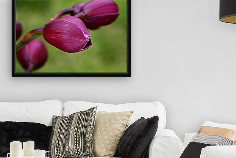 Rich Pink Orchid Buds by Joy Watson