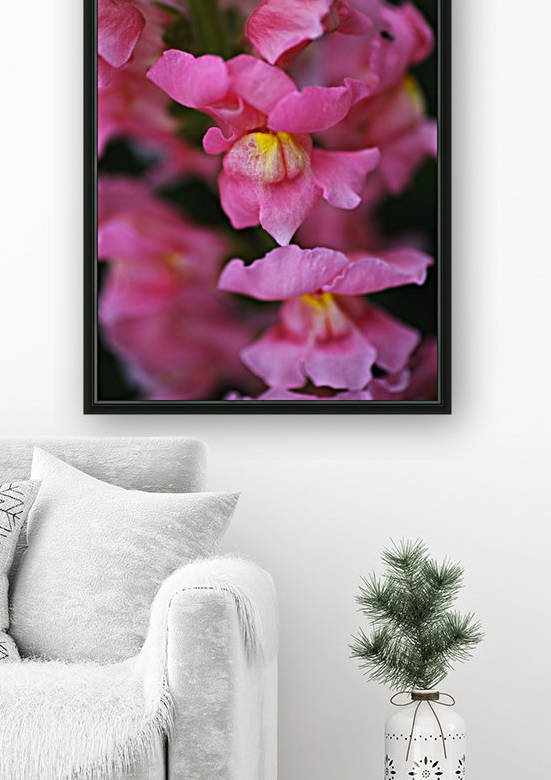 Snapdragon Flowers by Joy Watson