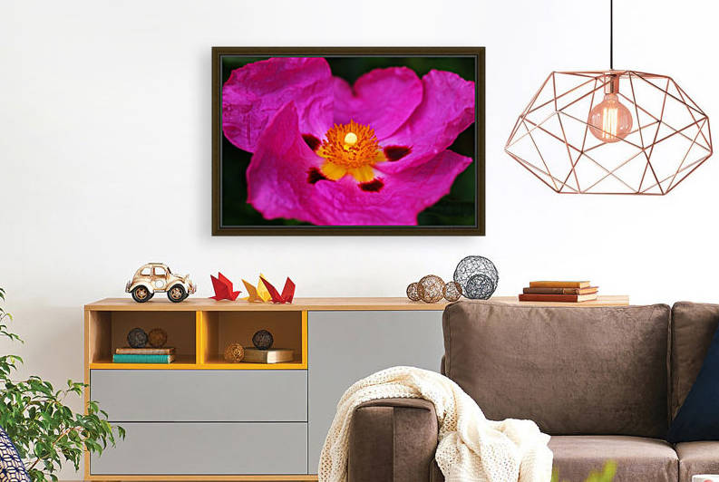 Australian Hibiscus by Joy Watson