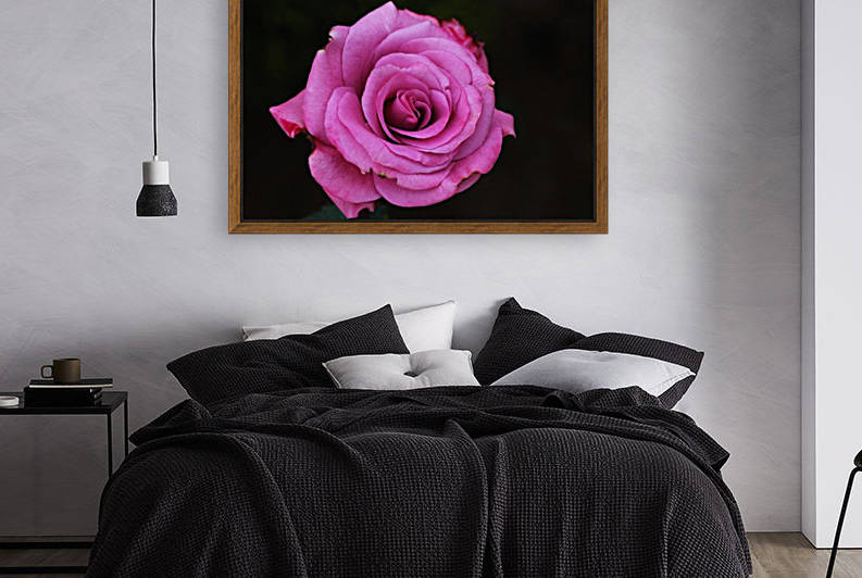 Divine Pink Rose Reproduction