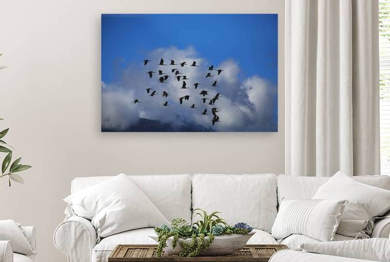 Australian White Iris Birds Flying by Joy Watson