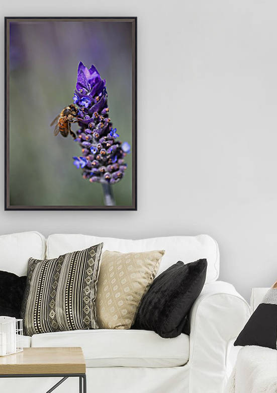Bee Feast On Lavender  by Joy Watson