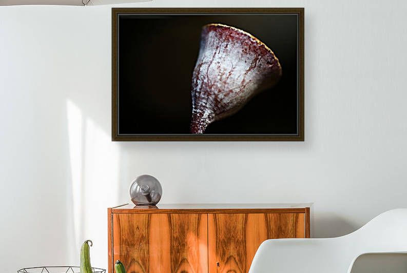 Eucalyptus Gumnut by Joy Watson