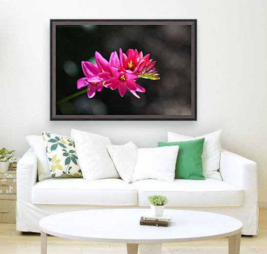 Hot Pink Ixia Flower by Joy Watson