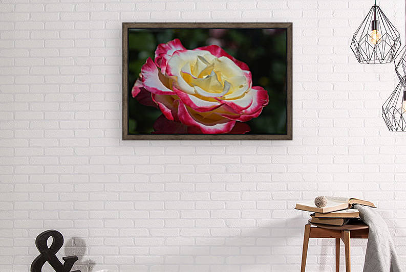 Lush Pink and Lemon Rose by Joy Watson