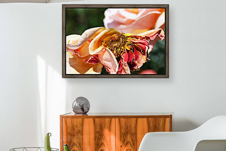 Aged Beauty Graceful Rose by Joy Watson
